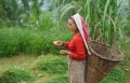 Local Women on the root of hiking